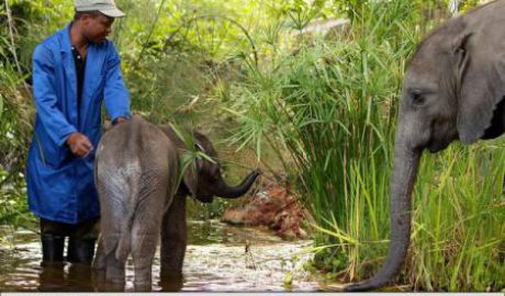 Zimbabwe îşi vinde animalele sălbatice ca să le scape de secetă. Foto: xinhua.cn