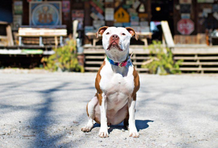 Locuitorii orașului Hash Rabbit au ales un pitbull ca primar.