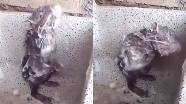 Видео с принимающей душ крысой вызвало споры в Сети.