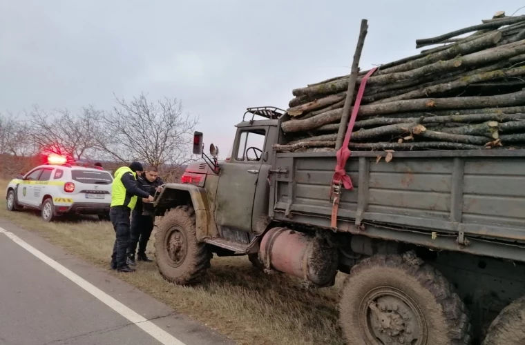 Незаконная вырубка леса в Ниспоренах: нарушителя оштрафовали.
