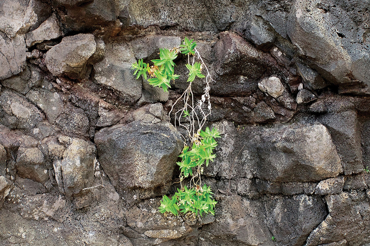 O nouă specie de plante, descoperită în Hawaii cu cu ajutorul unei drone.