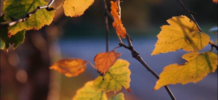 Temperaturi de primăvară la început de iarnă. Foto: opiniatimisoarei.ro