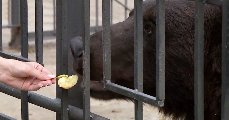 Один из частных цирков в Молдове просит о помощи. 