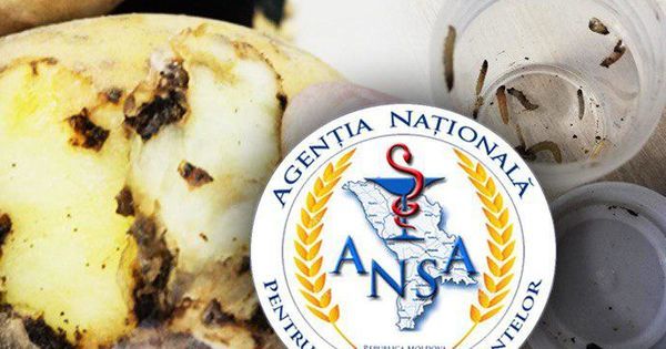ANSA не впустила в страну 20 тонн зараженного картофеля из Турции. Коллаж: point.md