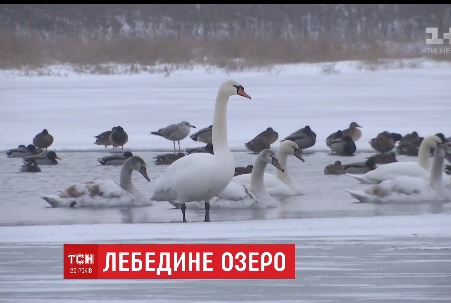 Всех спасенных животных передают в заповедники и зоопарки для зимовки.
