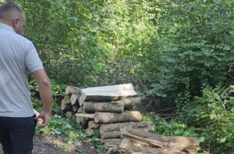В Рышканском районе выявлены случаи незаконной вырубки деревьев.