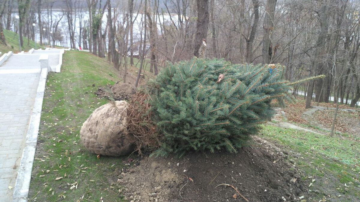 În parcul Valea Morilor au fost plantați 20 de arbori.