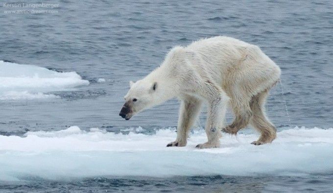 Falsul din spatele imaginii cu ursul polar care ar fi murit de foame