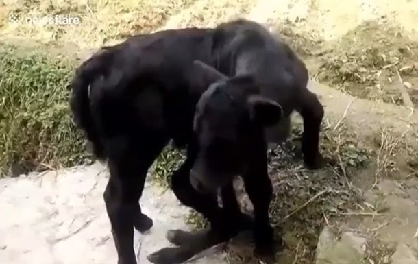 В Китае родился теленок-мутант с шестью копытами.