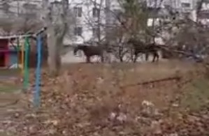 На видео видно, как животные пробегает по двору на улице Петрикань.