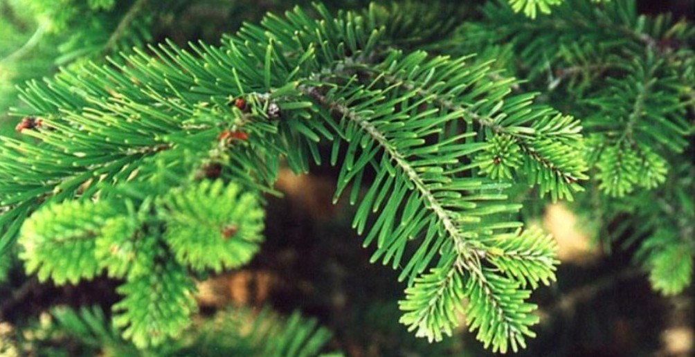 Минимальная цена – 36 леев. Фото: jimdo.com.