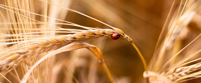 Rusia a castigat mai mult din produse agricole decat din comertul cu arme.