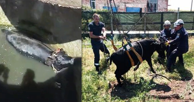 Спасатели освободили провалившуюся в канализацию корову. Коллаж: Point.md.