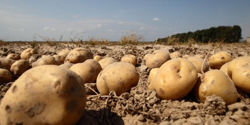 Средние цены реализации сельхозпродукции в Украине за 11 месяцев 2014 года выросли на 21,3%.