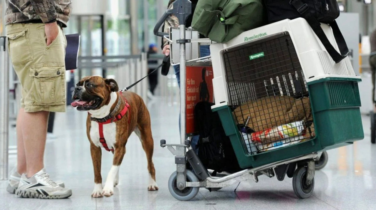 Curtea UE a decis că animalele de companie sunt considerate „bagaj” în călătoriile aeriene.