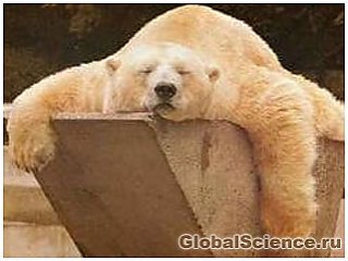Животные на самом деле видят сны, которые отражают их реальные переживания, и, подобно людям, лучше выполняют все дневные задачи, если «репетируют» их во сне.