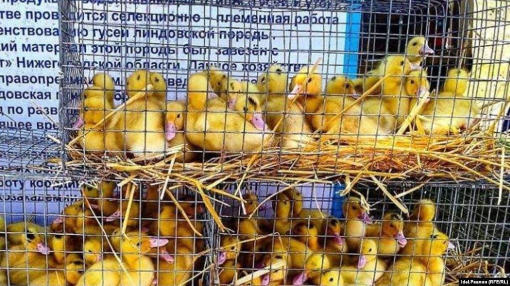 В Румынии зафиксирована вспышка птичьего гриппа.