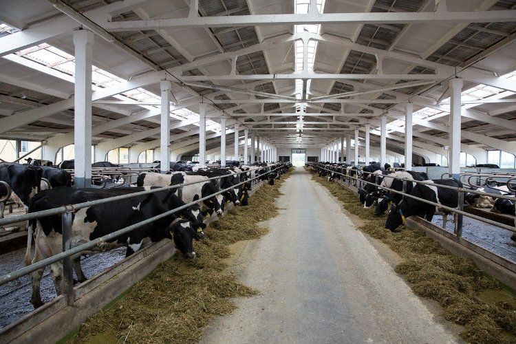 Депутат НСГ предложил поддержать производителей сельхозпродукции.