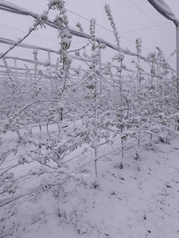 Caisul, piersicul și nucul sunt cele mai afectate de vremea rea. Foto:bani.md