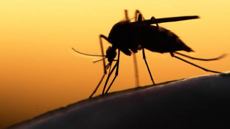 Zika s-ar putea trage din epidemia de febră galbenă din 1947. Foto: cugetliber.ro