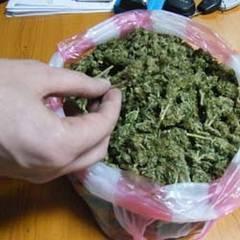 Poliţia continuă activităţile specializate la combaterea şi depistarea cazurilor de cultivare şi realizare a substanţelor narcotice.