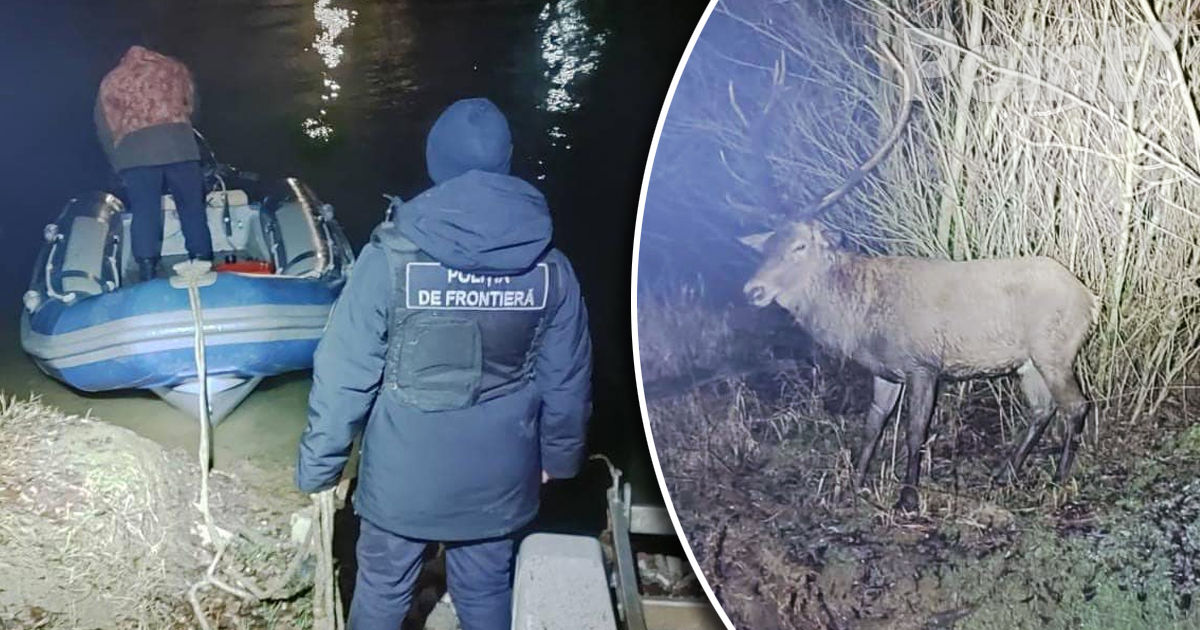 Polițiștii de frontieră au salvat un cerb nobil blocat într-o mlaștină.