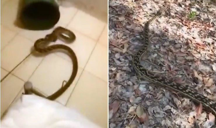 Сама Катьяна предполагает, что изначально змея намеревалась ее съесть, однако после передумала из-за размеров потенциальной жертвы.