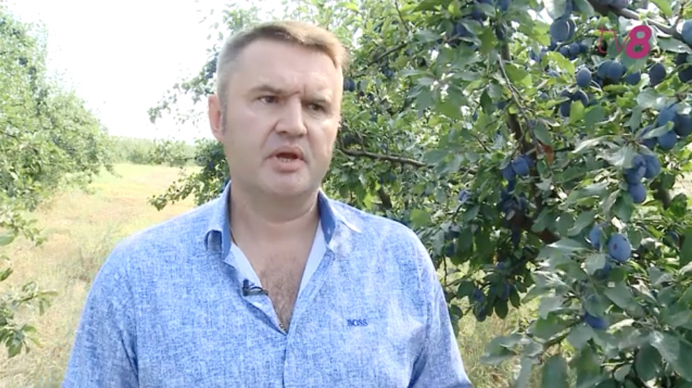 Местные сельхозпроизводители сетуют, что из-за града и засухи в этом году они лишились части урожая. 