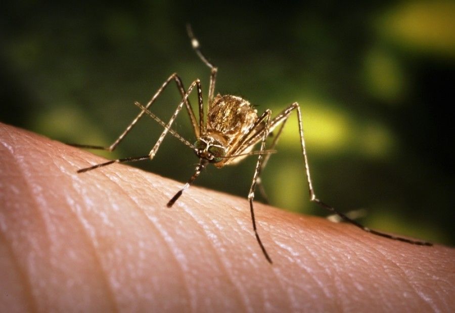 Alertă la hotar cu Moldova: Oameni, infectați cu virusul West Nile