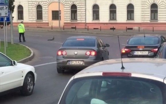 Politist care opreste circulatia pentru a trece o rata cu boboci la Oradea.