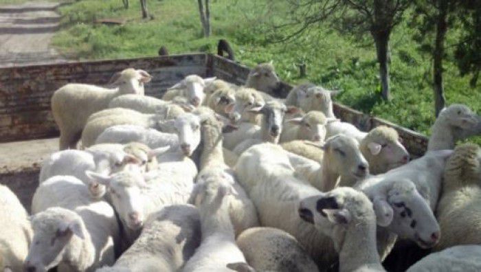 Un tată a furat împreună cu fii lui, 42 de oi. Foto: igp.gov.md
