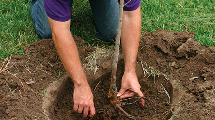 7.200 de hectare vor fi împădurite în această primăvară.
