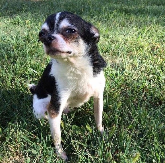 Un câine chihuahua şi-a mâncat stăpânul.