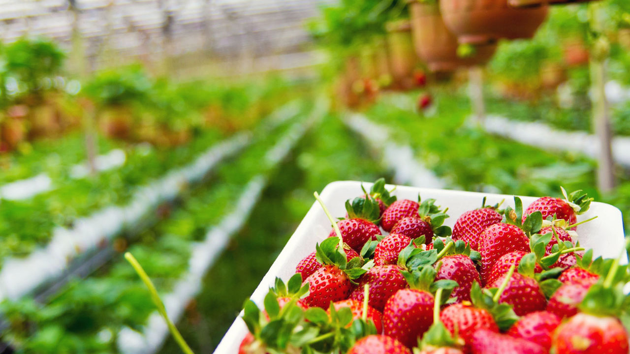 Încălzirea globală va reduce producția de căpșuni cu 40%.