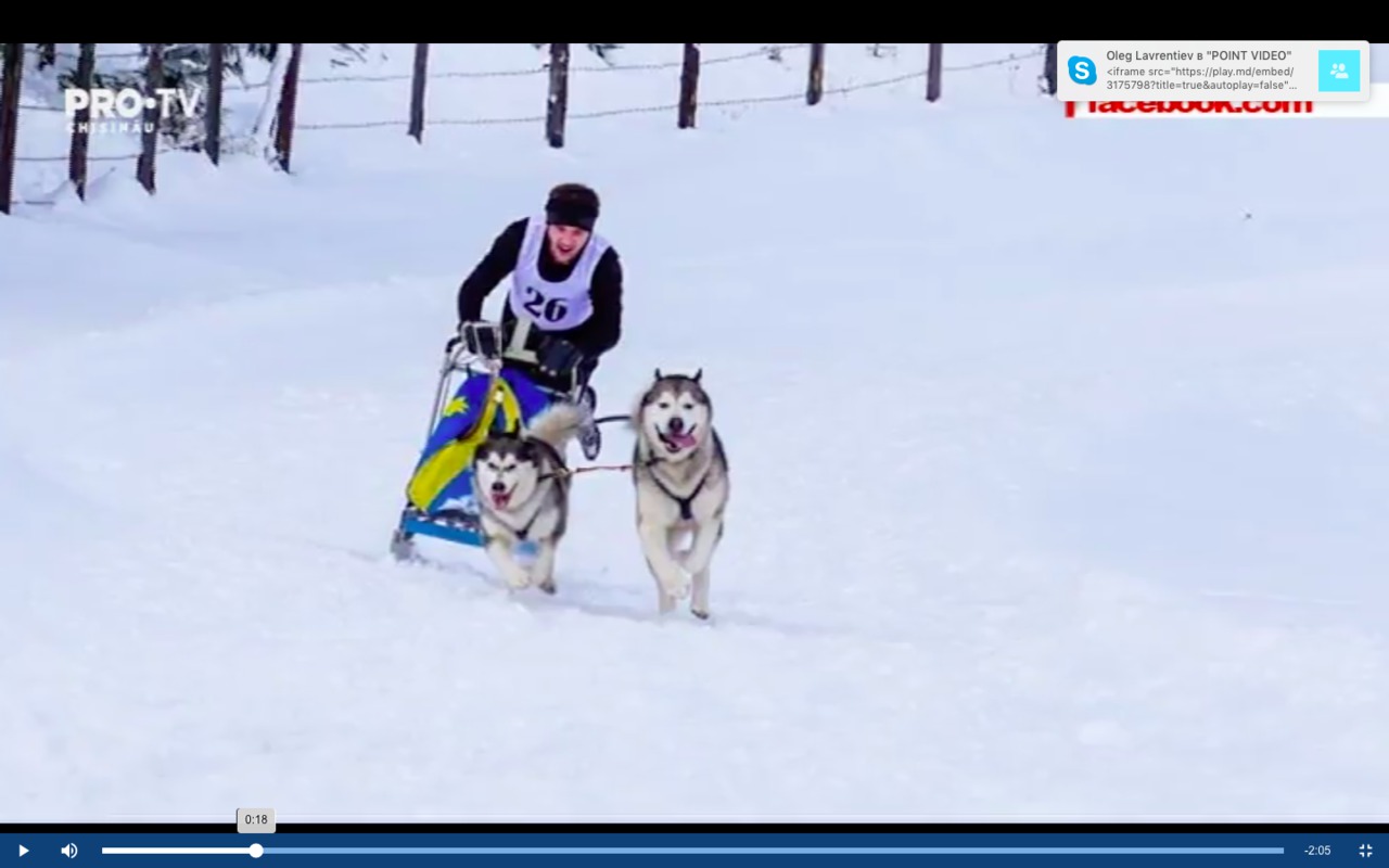 Doi câini husky din Moldova au făcut spectacol pe troienele din România.