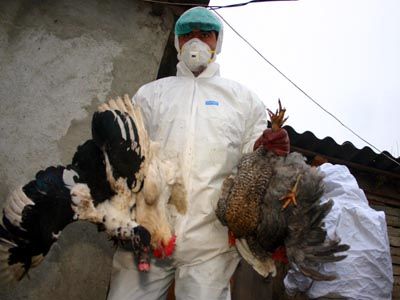 Gripa aviară a fost confirmată în România. Foto: bugetul.ro