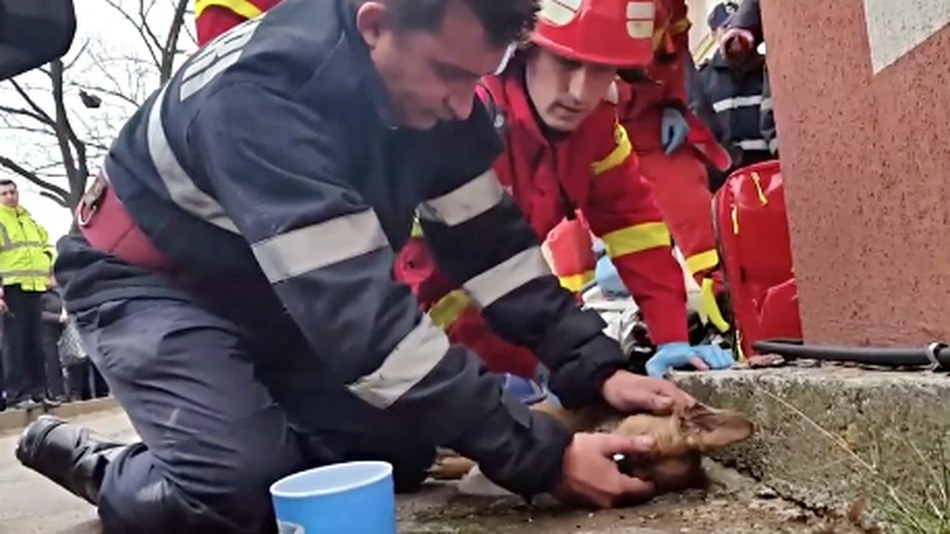 Пожарный в Румынии сделал искусственное дыхание собаке и спас ее.