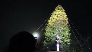 Cel mai înalt brad din lume: Unde a fost instalat și cum arată