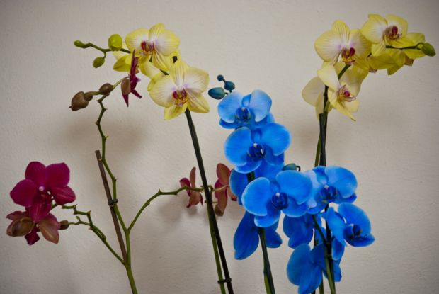 Orhideea este o floare exotică gingașă, uneori și frumos mirositoare, pe care cu siguranță mulți dintre noi și-o doresc în casă.