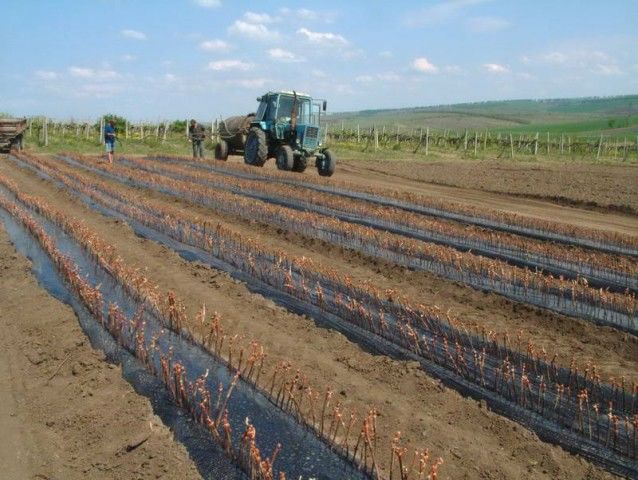 Молодые предприниматели на селе получат экономическую поддержку.