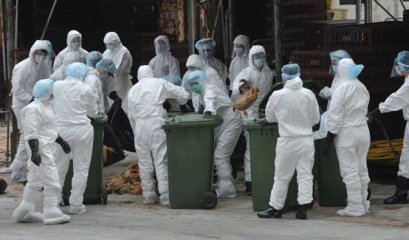 Brazilia, ţară aflată în centrul epidemiei de Zika, este acum în alertă şi din cauza gripei aviare. Foto: poză simbol