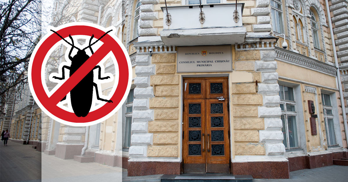 Власти Кишинева объявили войну насекомым. Коллаж: Point.md.