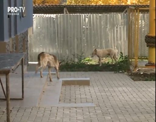 O fetiță de 7 ani a ajuns aseară la spital, cu răni la picioare după ce a fost atacată de un câine fără stăpân.
