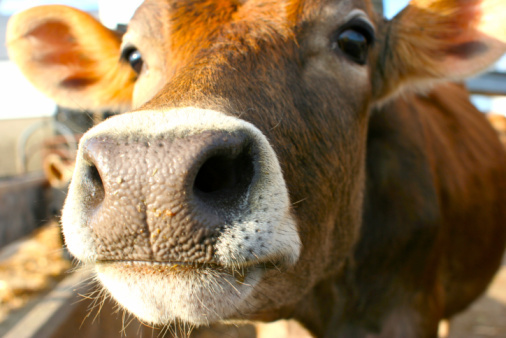 В Румынии наблюдается вспышка коровьего бешенства.  Фото: meatinfo.ru