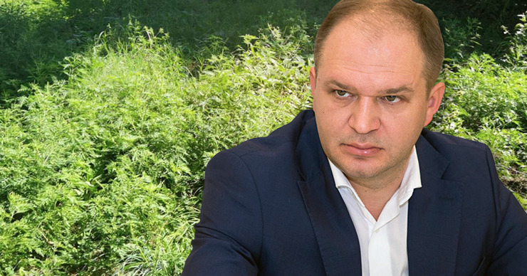 Генеральный примар Кишинева Ион Чебан: Около 17 гектаров амброзии уничтожено в Кишинёве. Коллаж Point.md.