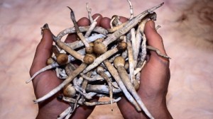  Un bărbat de 41 de ani din America a fost găsit dezbrăcat, în faţa unei şcoli, într-o baltă de sânge, după ce a consumat ciuperci halucinogene.