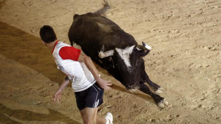 Cel mai cunoscut taur spaniol, Raton, a murit la vârsta de 13 ani. 