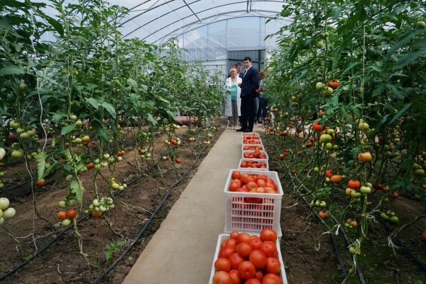 В 2018 году в Молдове объектами субсидирования стали 92 теплицы, солярии и тоннели для производства овощей, ягод и фруктов.