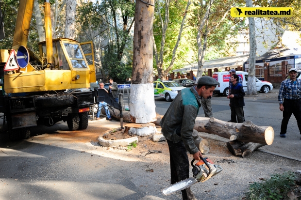 Potrivit funcționarilor de la primărie crengile uscate vor fi duse la gunoi, iar lemnul va fi luat la evidența și va fi împărțit lucrătorilor pentru foc.