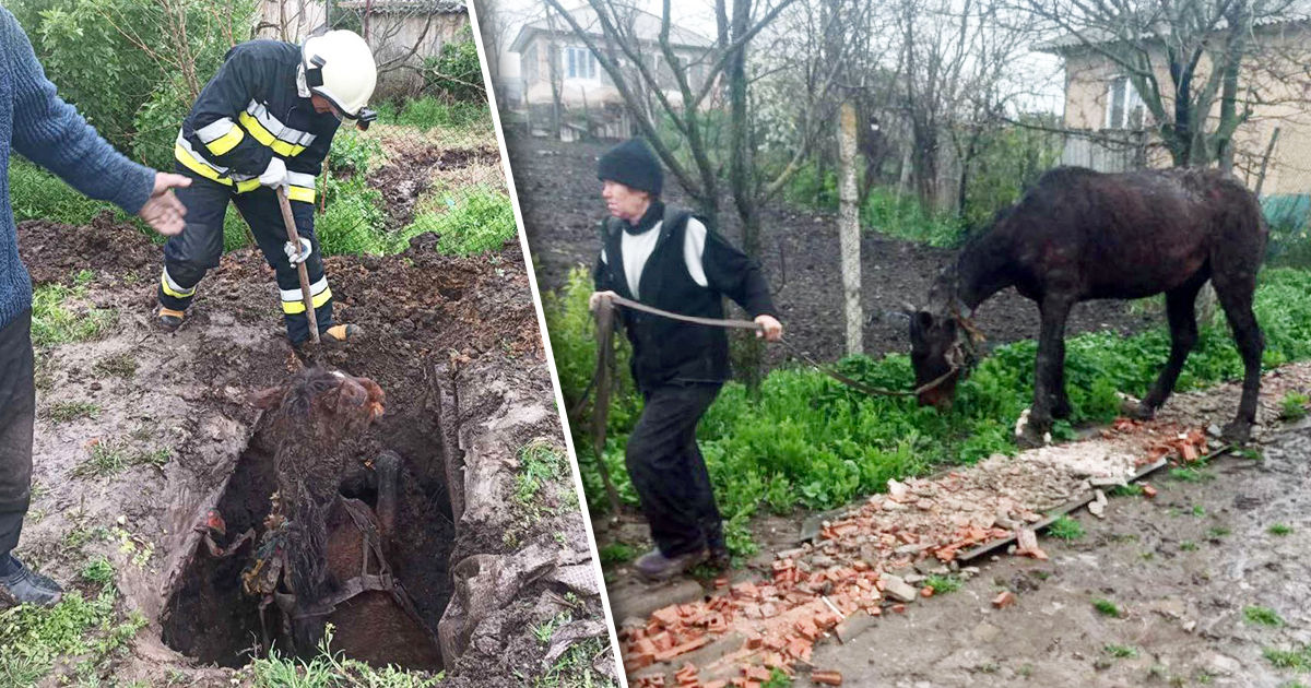 В Фалештском районе спасли лошадь, упавшую в сточную яму. Коллаж Point.md.